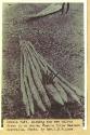 An original image of the raft taken by Rev Love of the raft in two parts 
