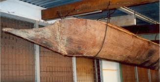 Bow view of the bark canoe on display in the Northern Territory before being acquired by the AN…